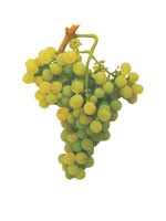 Malvasia fina