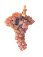 Moscatel Galego Roxo
