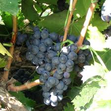 Moscatel de Hambourg